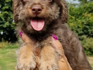 Doodels lille sjov familiehund franskpudel. 