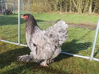 Brahma rugeæg sælges