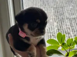 Hundehvalpe