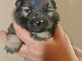 Keeshond hvalpe