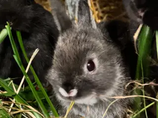 Skønne mini hermelin unger 