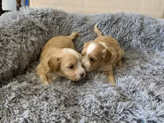 Små fine Maltipoo babyer 
