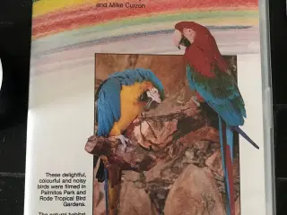 Ara papegøje video 