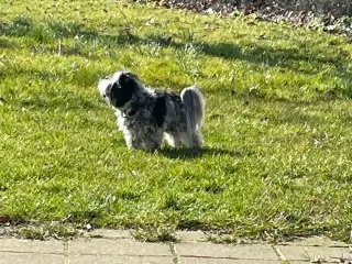  parring af Malteser /Yorkshire terrier 