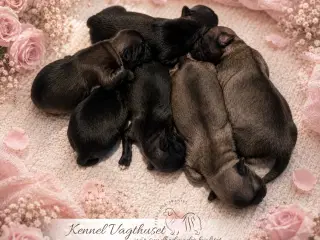 Tibetansk Spaniel hvalpe