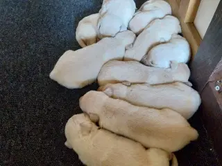 Gule Labrador hvalpe.