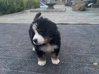 Berner sennen hvalpe