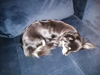 Chihuahua tæve 4 år