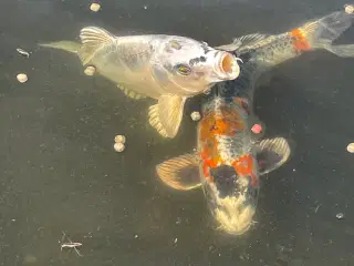 Koi