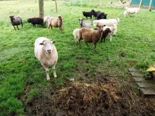 Sort & hvidt får i 6818 til salg.