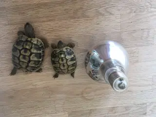 Skildpaddeunger