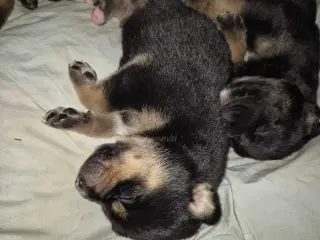 Skønne Labrador blandingshvalpe