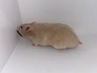 Guldhamster