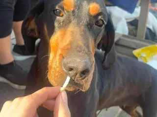 Smukke Ripley søger sit otium 🩷