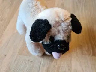 Hund