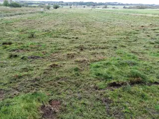 Græs midtjylland