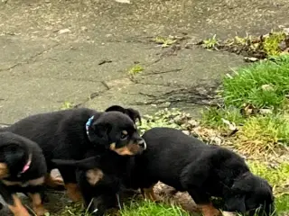 Rottweiler hvalpe 