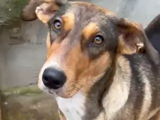 Sødeste Ane søger familie 