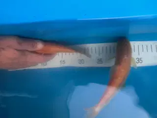 Koi karper 