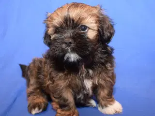 Lhasa Apso  hvalpe