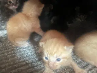 Katte