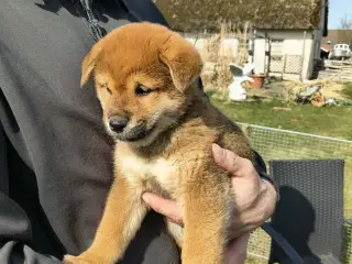 Shiba hvalpe på 8 uger