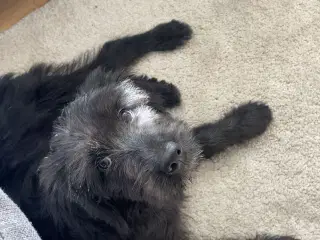 Flat coated retriever/labrador