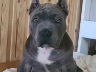 American Bully Dreng 