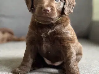 🐾 Smukke Cockapoo-hvalpe søger kærlige hjem 🏡