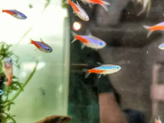 Parachairodon innesi - rød neon tetra