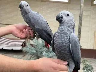 Venlige afrikanske grå papegøjer (4)