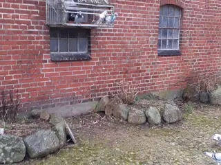 Brevduer unger og Træningekurve