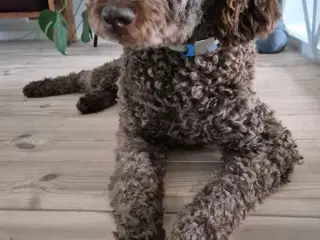 Lagotto