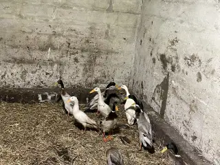 10 løbe ænder sælges