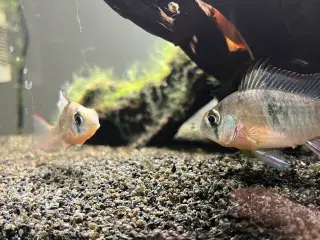 Akvarie Fisk 4 stk
