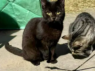 Kattekilling, hun, helt sort