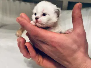 Ragdoll/Maine Coon/Chinchilla-perser mix killinger