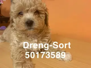 Maltipoo 7 uger