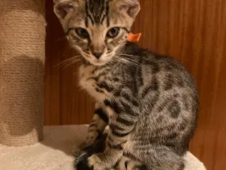 Bengal blandingskilling 