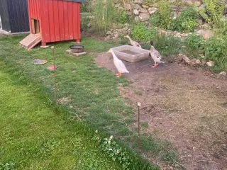 Løbeænder + tilbehør