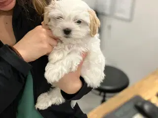 Små maltipoo klar til kærlghed