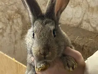 Belgisk kæmpe - renracet