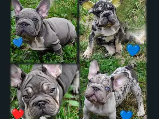 Fransk bulldog 