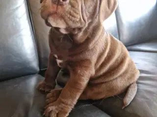 OLD ENGLISH BULLDOG + LABRADOR.