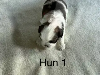 Shih Tzu hvalp sælges