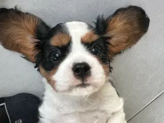 Cavalier-tæver med DKK-stamtavle.