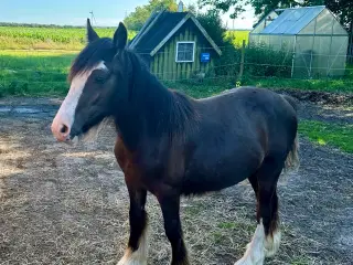 Irish Cob 