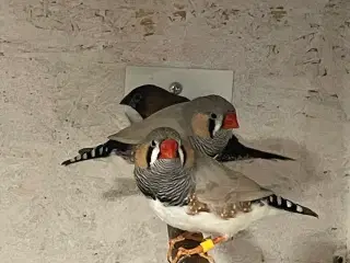 Mågefinker og Zebrafinker 