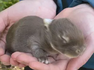 FRANSK VÆDDER HUN HAVANA OTTER