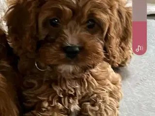 Cavapoo hvalpe sælges